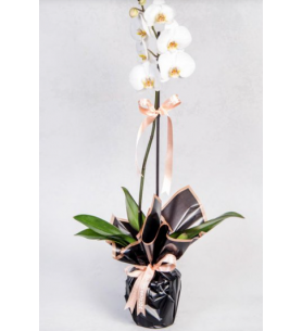 Siyah süsleme tek dal orkide
